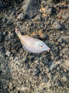 マガレイの釣果