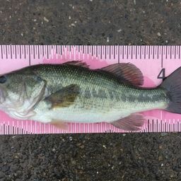 ブラックバス