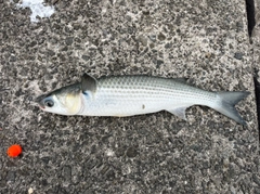 ボラの釣果