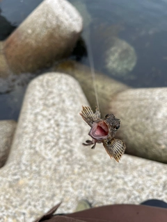 ガシラの釣果
