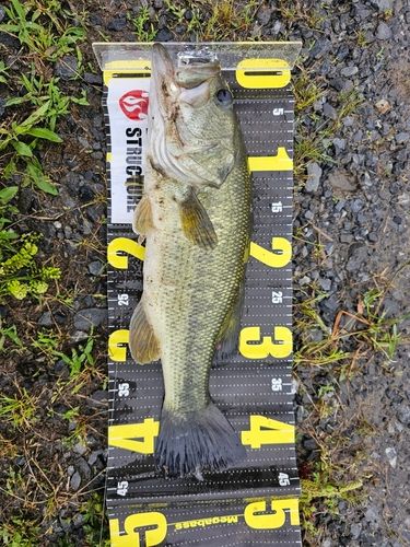 ラージマウスバスの釣果