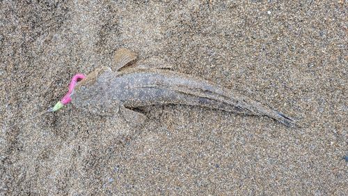 マゴチの釣果