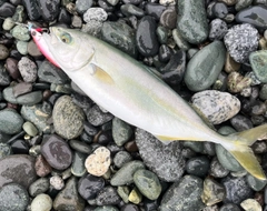ワカシの釣果