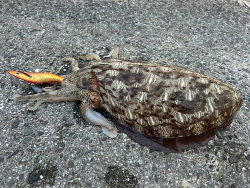 カミナリイカの釣果