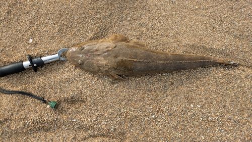 マゴチの釣果