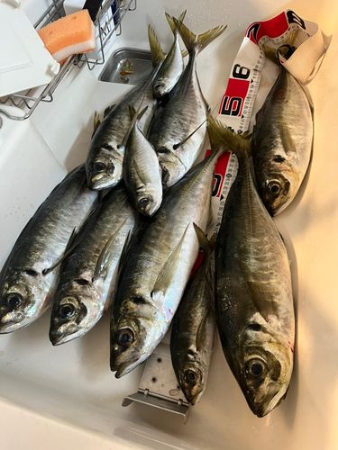 アジの釣果