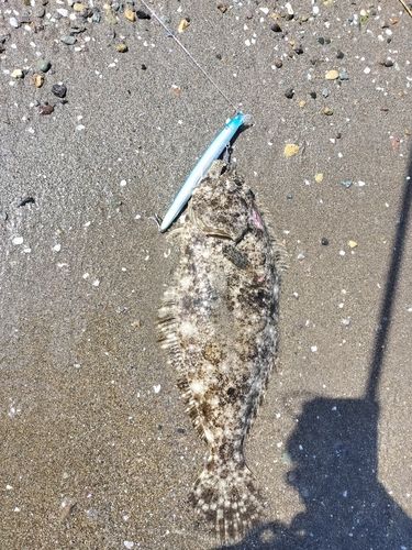 ヒラメの釣果