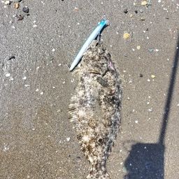 ヒラメ
