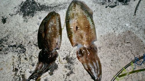 モンゴウイカの釣果