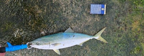 イナダの釣果