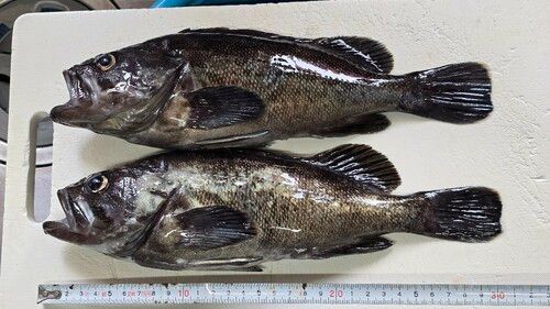 クロソイの釣果