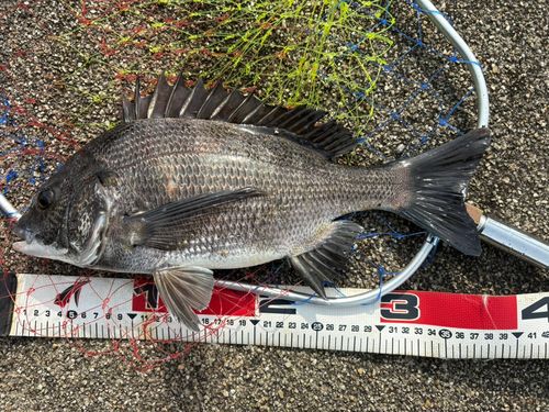 クロダイの釣果
