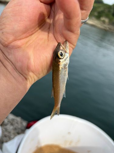 ムツの釣果