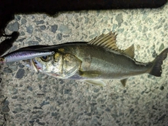 セイゴ（マルスズキ）の釣果