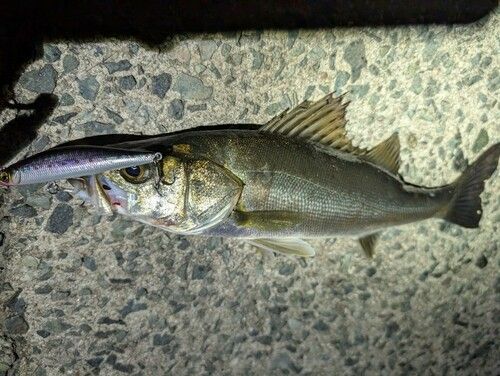 セイゴ（マルスズキ）の釣果