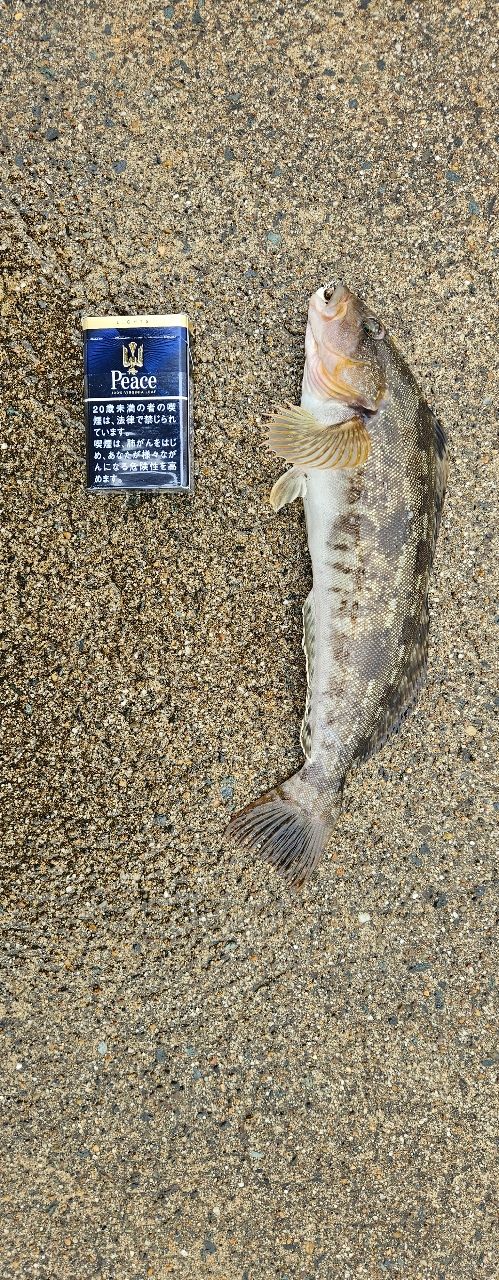 アイナメ