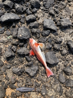 カナガシラの釣果