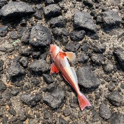 カナガシラ
