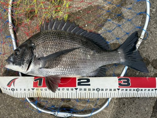 クロダイの釣果