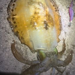 アオリイカ