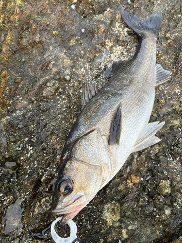 スズキの釣果