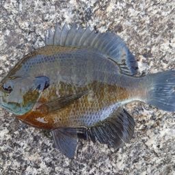 ブルーギル