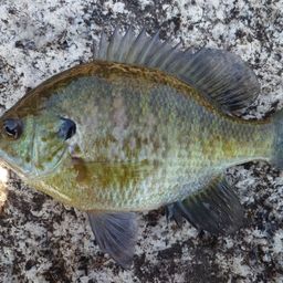 ブルーギル