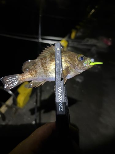 シロメバルの釣果