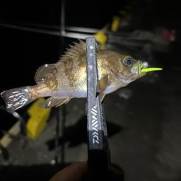 シロメバル