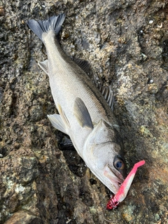 フッコ（マルスズキ）の釣果