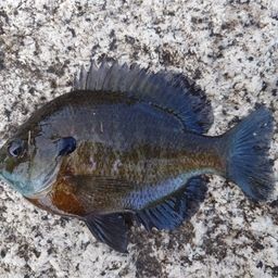 ブルーギル