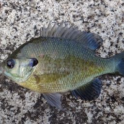 ブルーギル