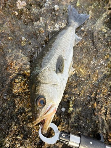 フッコ（マルスズキ）の釣果