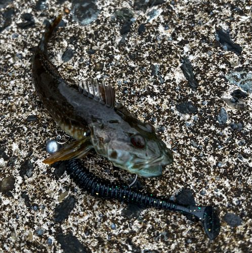 アナハゼの釣果