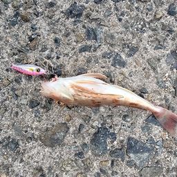 カナガシラ