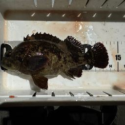 ムラソイ