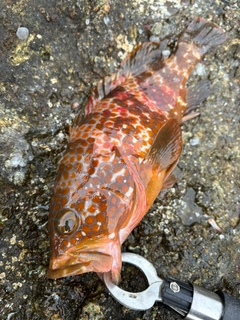 キジハタの釣果