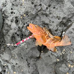 キジハタ