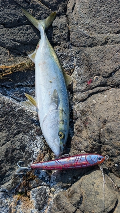 ワカシの釣果
