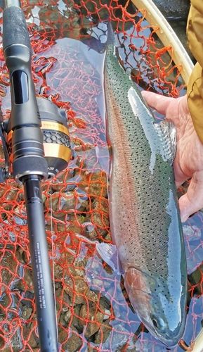 レインボートラウトの釣果