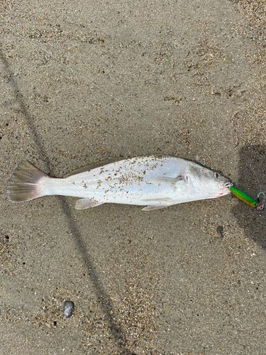 オオニベの釣果