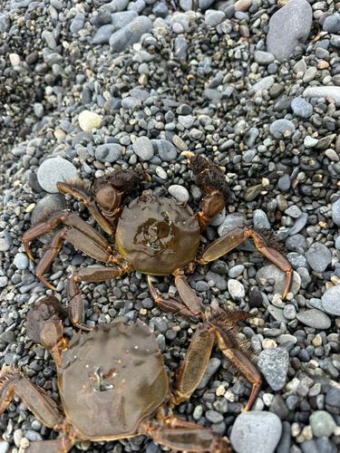 モクズガニの釣果