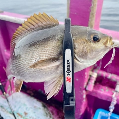 イサキの釣果