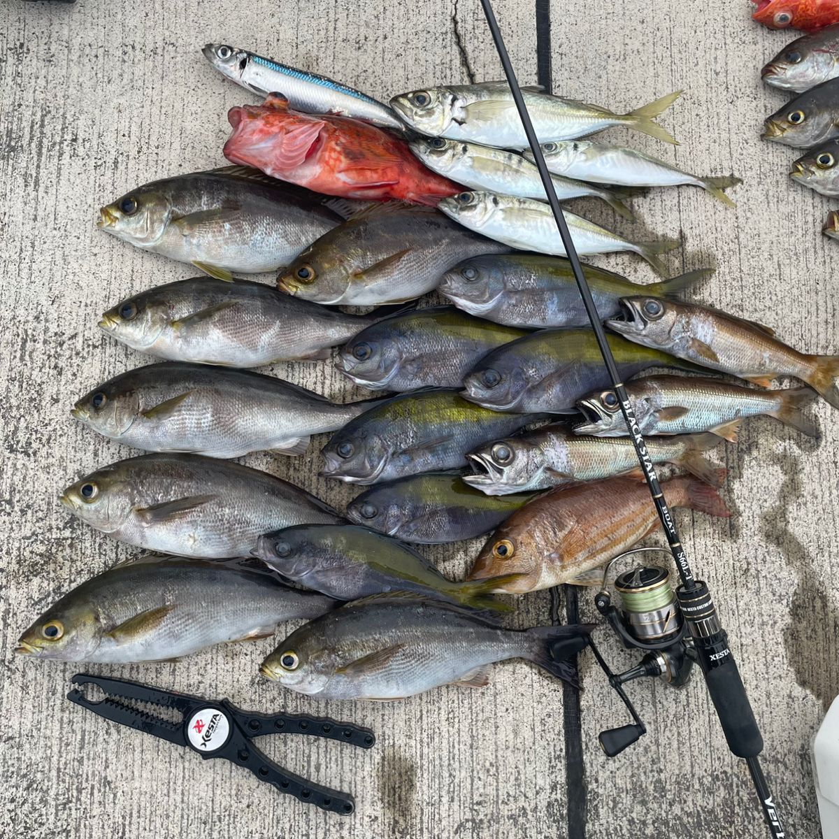 アッシー（H.ashihara）さんの釣果 2枚目の画像