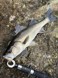 セイゴ（マルスズキ）の釣果