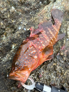 キジハタの釣果