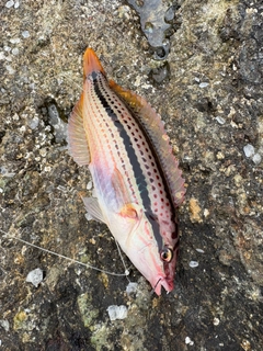 キュウセンの釣果