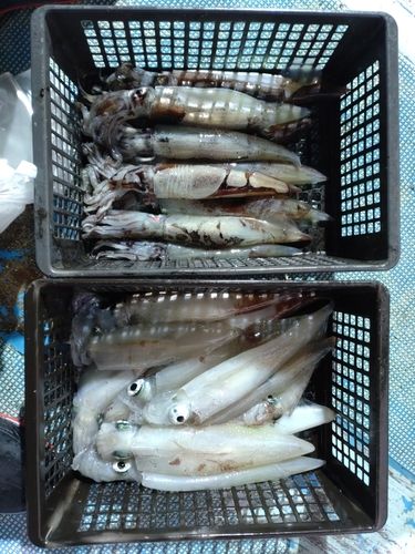 シロイカの釣果