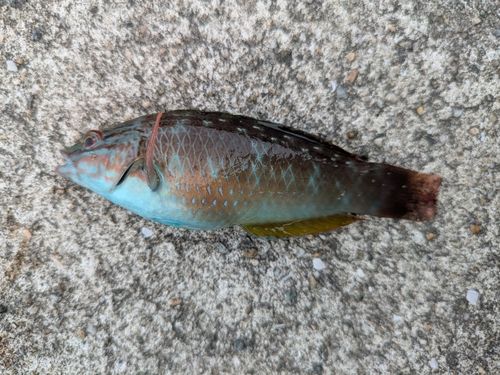 ベラの釣果