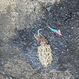 モンゴウイカ